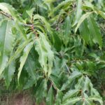 Cold Stream Farm chestnut leaves