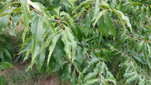 Cold Stream Farm chestnut leaves