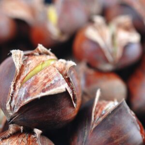 Cold Stream Farm Chinese chestnut edible seeds