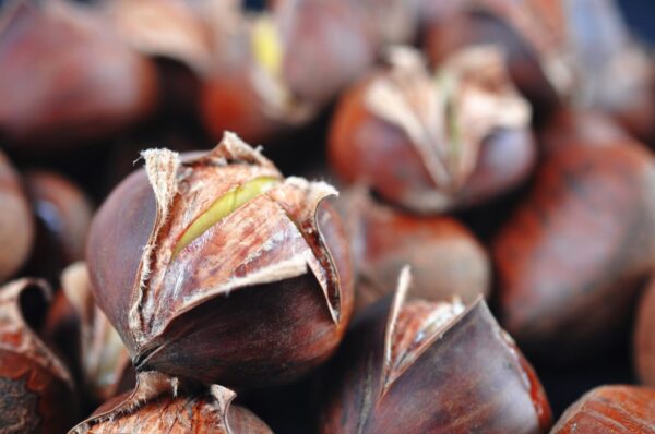 Cold Stream Farm Chinese chestnut edible seeds
