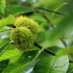 Cold Stream Farm Chinese chestnut seeds