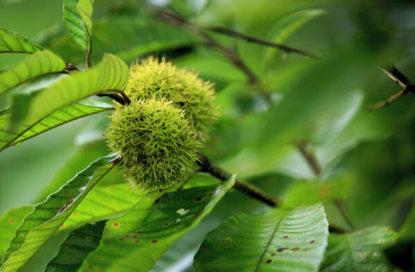 Cold Stream Farm Chinese chestnut seeds