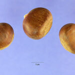 Cold Stream Farm Chinese chestnuts