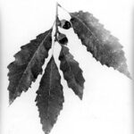 Cold Stream Farm chinquapin oak leaves