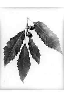 Cold Stream Farm chinquapin oak leaves
