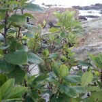 Chokeberry on Black Ocean Cold Stream Farm