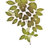 Cold Stream Farm Kentucky coffeetree branch with leaves