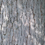 Cold Stream Farm Kentucky coffeetree bark