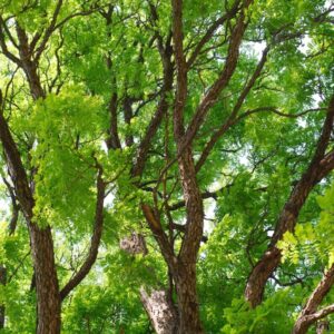 Cold Stream Farm Kentucky coffeetree mature tree