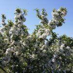 Sargent crabapple flowering bush Cold Stream Farm