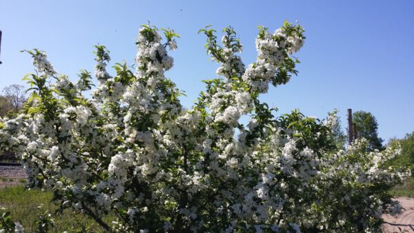 Sargent crabapple flowering bush Cold Stream Farm