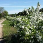 Sargent crabapple flowering Cold Stream Farm