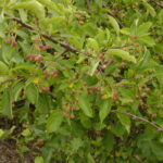 Sargent crabapple leaves and fruit Cold Stream Farm
