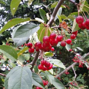 Sargent crabapple berries Cold Stream Farm