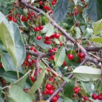 Sargent crabapple branches Cold Stream Farm