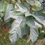 Sargent crabapple leaves and berries Cold Stream Farm