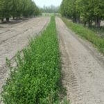 Sargent crabapple transplant bed Cold Stream Farm