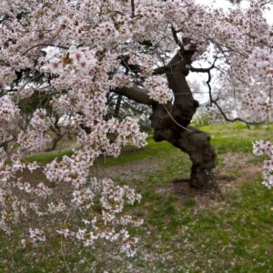 Sweet crabapple flowering tree Cold Stream Farm