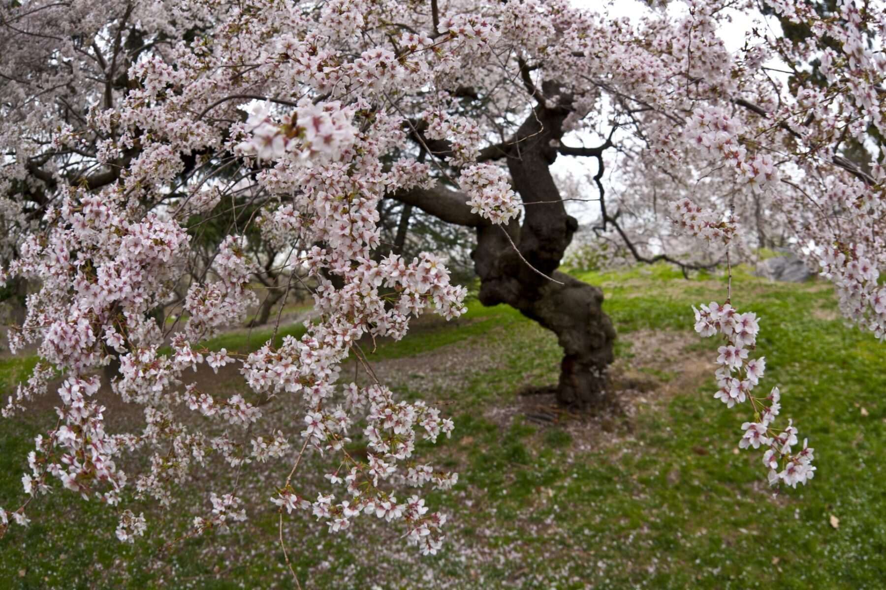 Crab apple trees deals