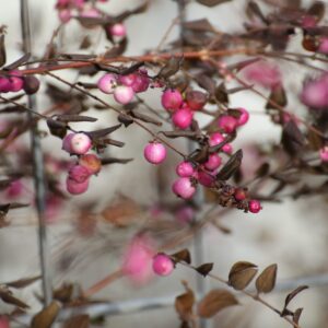 Cold Stream Farm Indian currant berries