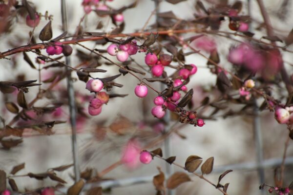 Cold Stream Farm Indian currant berries