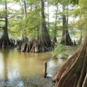 Cypress Trees