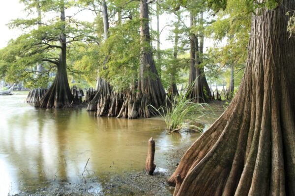 Bald Cypress Forest Swamp