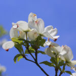 Flowering white dogwood Cold Stream Farm