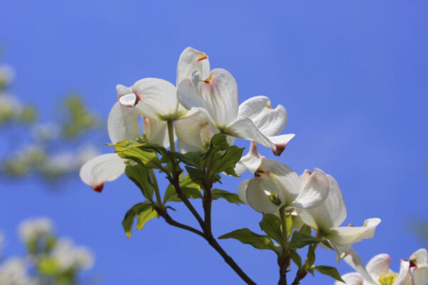 Flowering white dogwood Cold Stream Farm