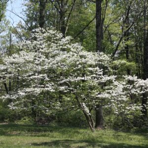 Flowering white dogwood tree Cold Stream Farm