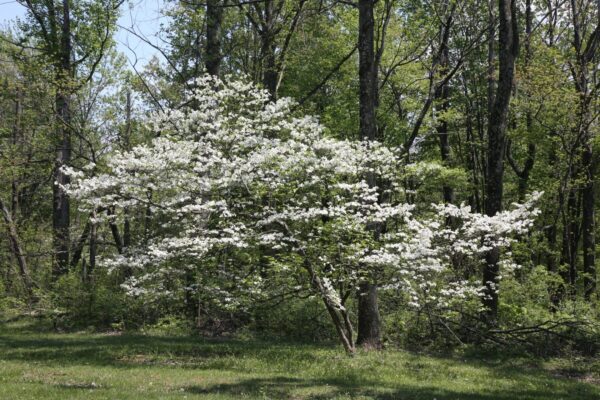 Flowering white dogwood tree Cold Stream Farm