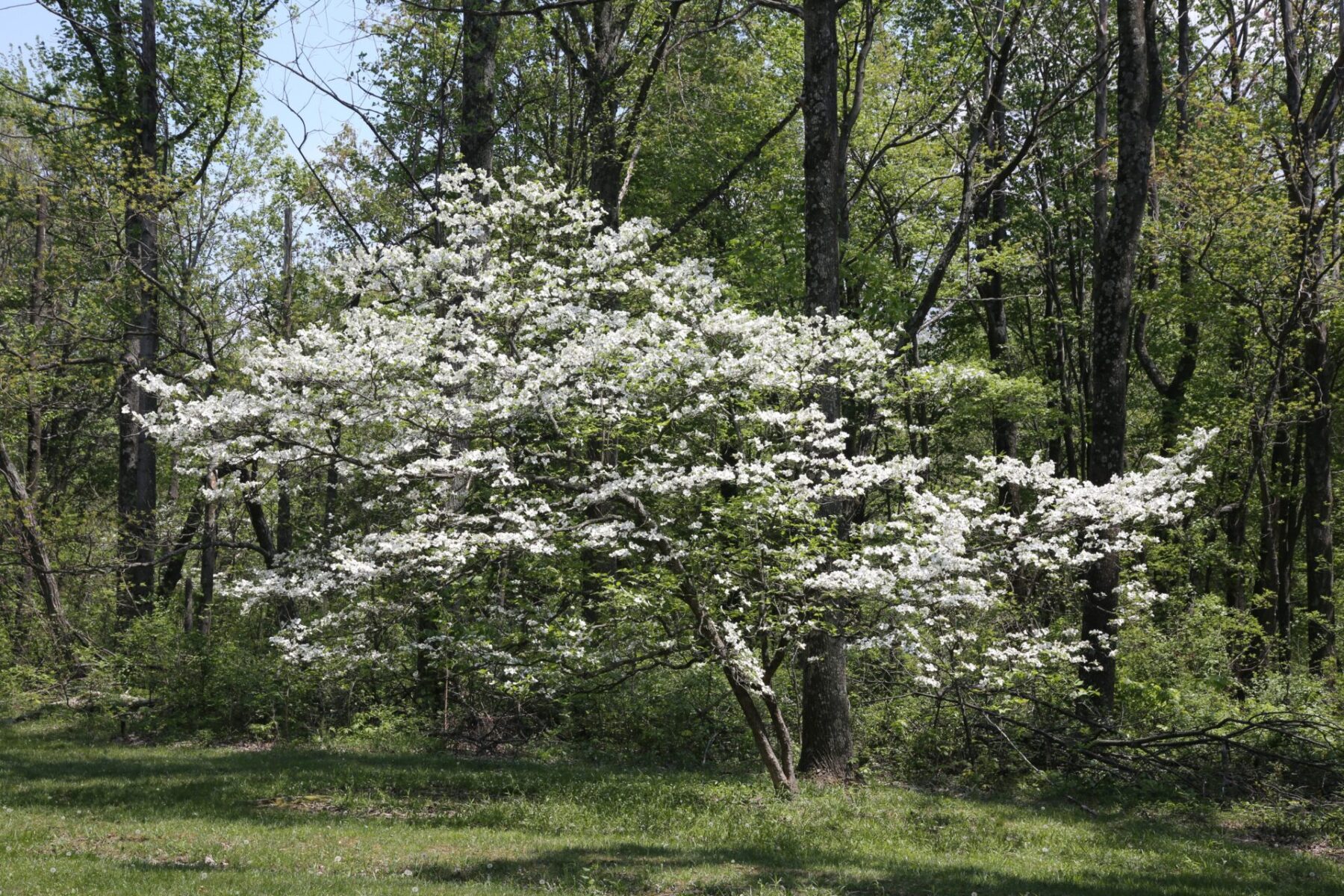 Flowering White Dogwood Cornus