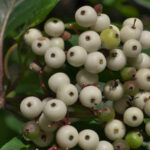 Gray dogwood stock berries Cold Stream Farm