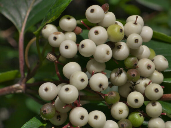 Gray dogwood stock berries Cold Stream Farm