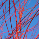 Red osier dogwood sticks Cold Stream Farm