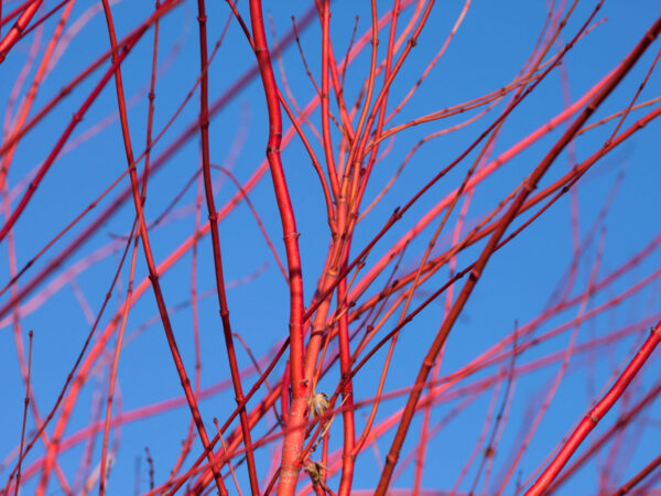 Red osier dogwood sticks Cold Stream Farm