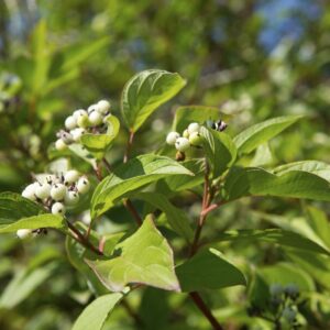 Red osier dogwood berries Cold Stream Farm