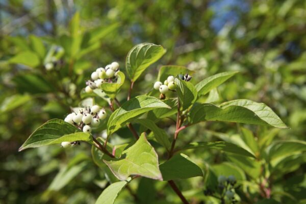 Red osier dogwood berries Cold Stream Farm