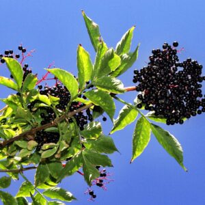 Cold Stream Farm black elderberry fruit