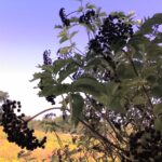 Cold Stream Farm black elderberry bush
