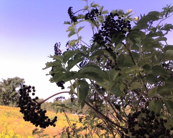 Cold Stream Farm black elderberry bush