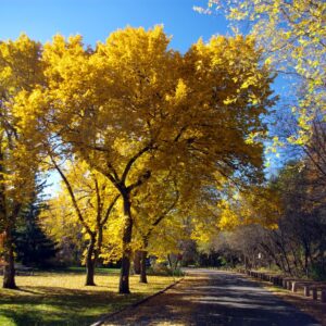 Cold Stream Farm elm foliage