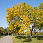 Cold Stream Farm elm fall tree
