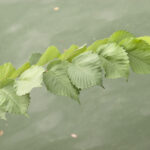 Cold Stream Farm elm branch with leaves