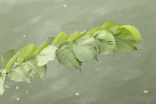 Cold Stream Farm elm branch with leaves