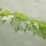 Cold Stream Farm elm leaves