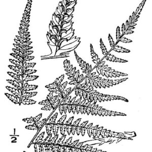 Cold Stream Farm large fern drawing