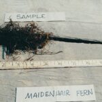 Cold Stream Farm maidenhair fern root