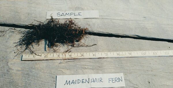 Cold Stream Farm maidenhair fern root