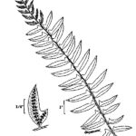 Cold Stream Farm Christmas fern drawing
